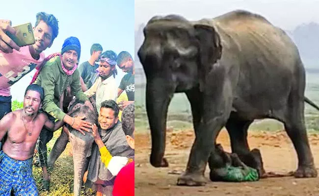 Odisha Man Attacked By Elephant Youth Clicks Selfie Baby Elephant - Sakshi