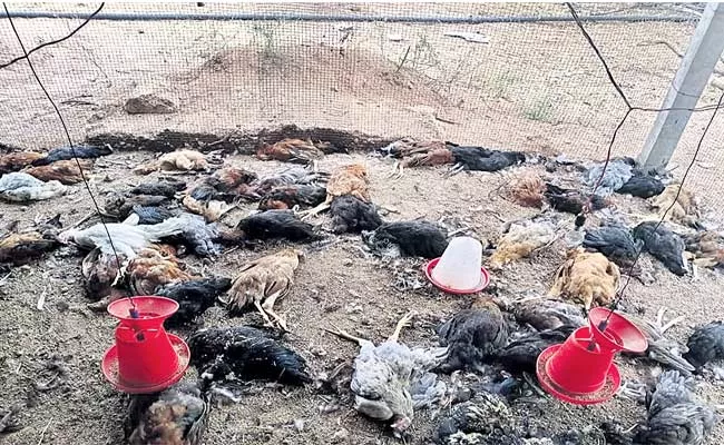 Death of120  Chickens at Warangal Farm Stokes Bird Flu Fears - Sakshi