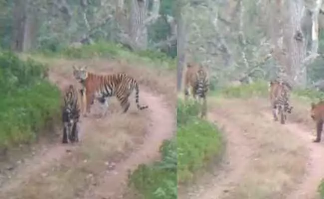 Tourists On Safari Saw Three Tigers At Once - Sakshi