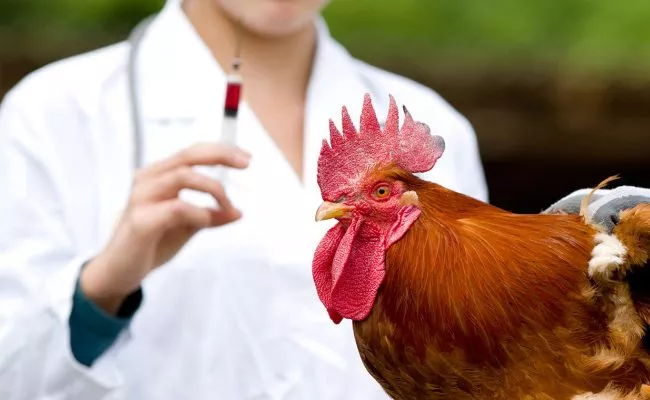 Russia Reports Worlds First Case Of Transmission Of Bird Flu To Humans - Sakshi