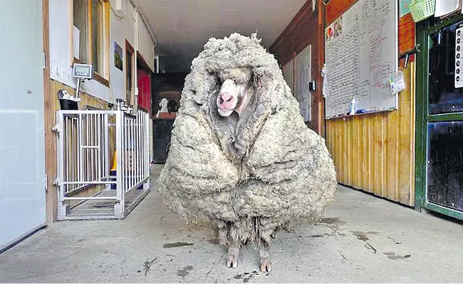 Wild Sheep Rescued From Forest In Australia Shorn Of 35 Kg Wool - Sakshi
