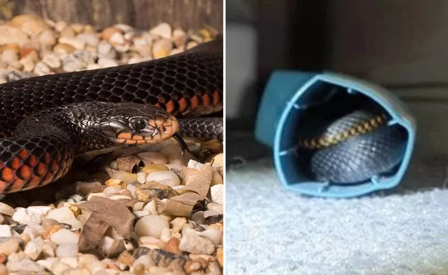 Australia Snake Found Inside Child Asthma Inhaler - Sakshi