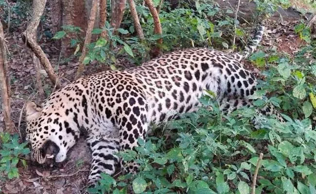 Kerala: Leopard Died In Road Accident - Sakshi