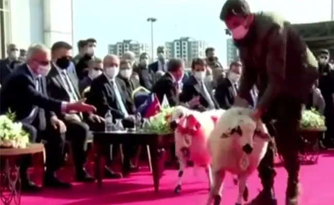 Sheeps Fashion Show Viral In Diyarbakir, Turkey - Sakshi