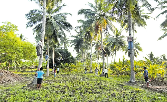 Coconut Development Board has developed a device that can easily climb a coconut tree - Sakshi