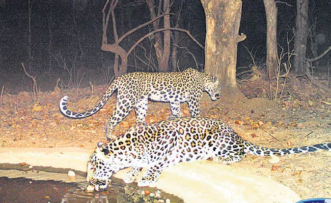 Telangana: Saucer Pits Inside Forests Provide Water to Wild Animals, Jannaram - Sakshi