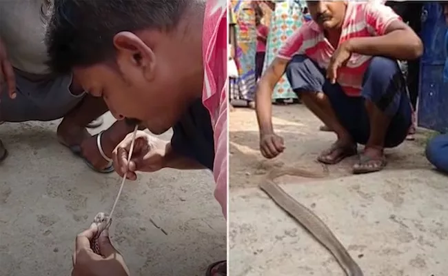 Man Saves a lethal Cobra by blowingair into Mouth-Using a Straw - Sakshi