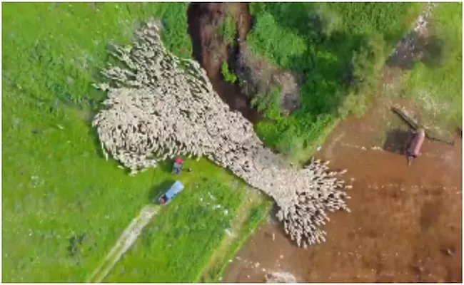Photographer Stunning Video Of Sheep Herd Drone Camera Surprise Netigen - Sakshi