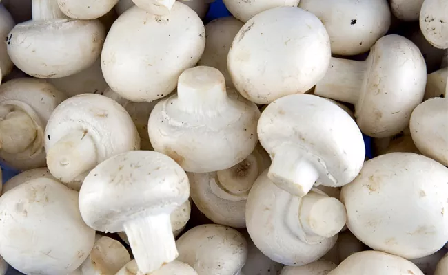 Mushroom Farming More Benefits To Farmers In Andhra Pradesh - Sakshi