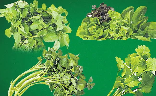 AP: Leafy Greens Helps To Reduce Nutritional Deficiencies - Sakshi