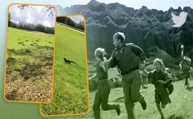 A Group Of Iguanas Running Video Went Viral On Social Media - Sakshi