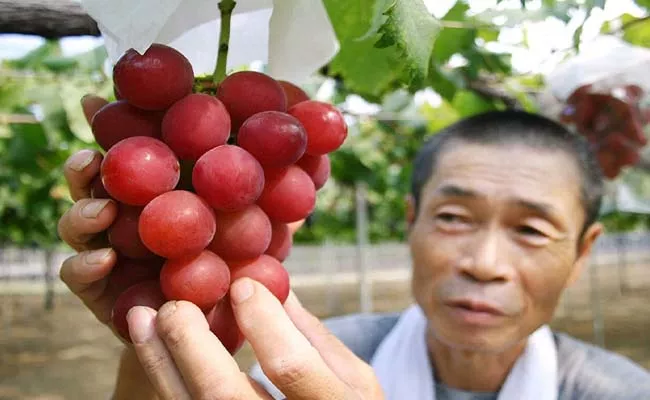  World Most Expensive Grapes Ruby Roman  Rs 35,000 Per Piece In Japan - Sakshi