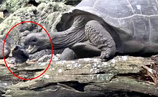 Vegetarian Gaint Tortoise Hunt And Eats Small Bird Viral Video - Sakshi