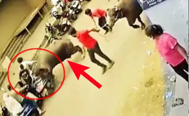 Buffalo Attacked On Couple At Pune - Sakshi