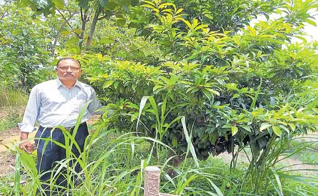 Anesthesia Doctor Become A Organic Crop Farmer In Kurnool - Sakshi