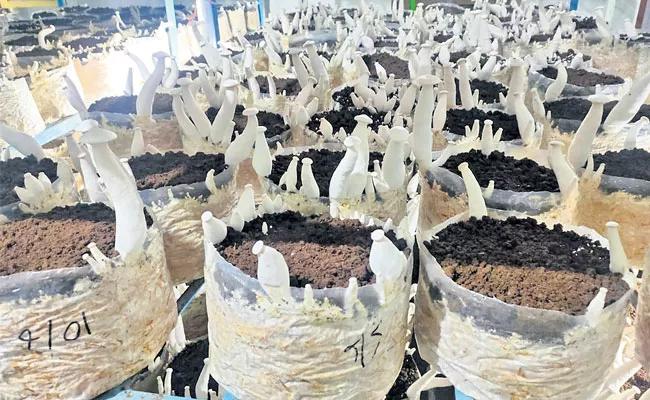 Farmer Yield Mushrooms Profitable In Visakhapatnam - Sakshi