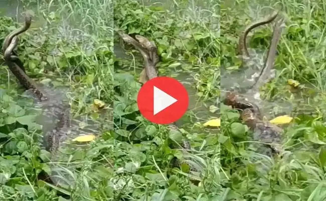 Snakes Twirl Around Each Other in Water, Video Goes Viral - Sakshi
