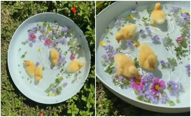 Wathch This Video Of Adorable Fuzzy Ducklings Will Release Your Stress - Sakshi