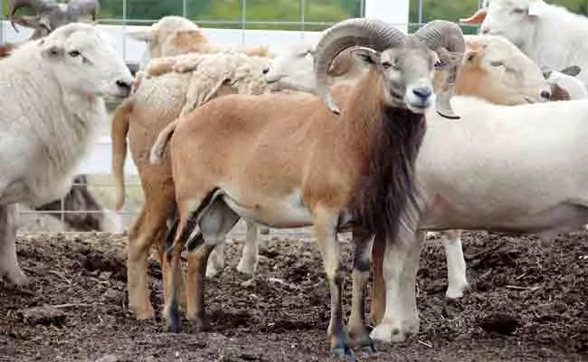 Carnivores Interested on Mutton Kurnool District - Sakshi