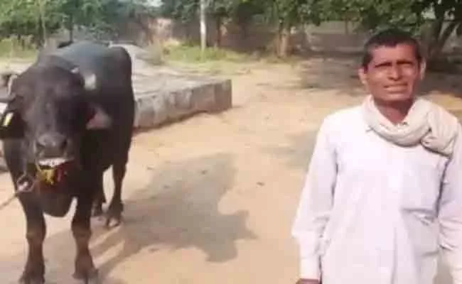 Man Buffalo Refuses To Be Milked Goes To Complain Police Station Mp Goes Viral - Sakshi