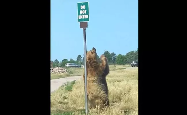 A Bear Seems To Be Dancing Actually Scratches Itch On A Signpost - Sakshi