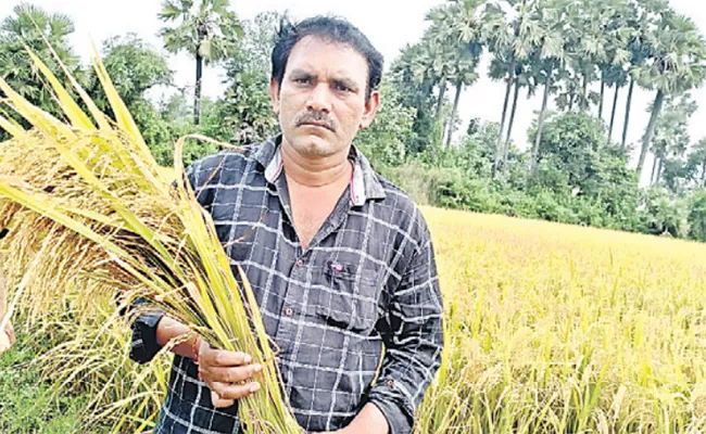A Graduate Inspires To Many By Cultivating Rice In Modern Methods - Sakshi