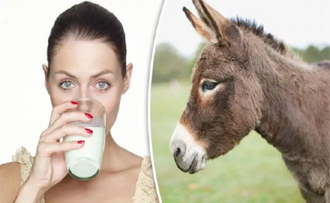 Donkey Milk Sells For Rs 10,000 A Litre In Maharashtras District Know Why - Sakshi