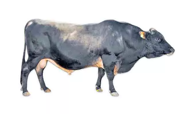 AP Banavasi Frozen Semen Bull Station Famous In India - Sakshi