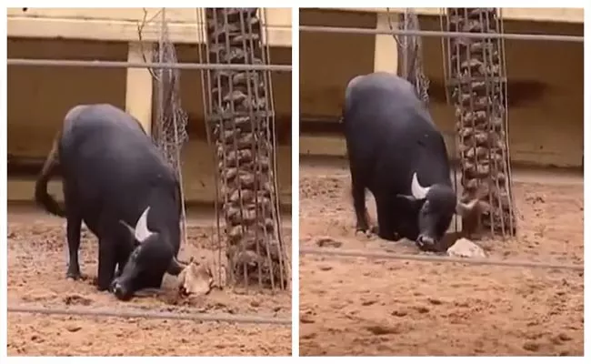 Viral Video: Buffalo Saves Tortoise By Flipping It With Horn - Sakshi