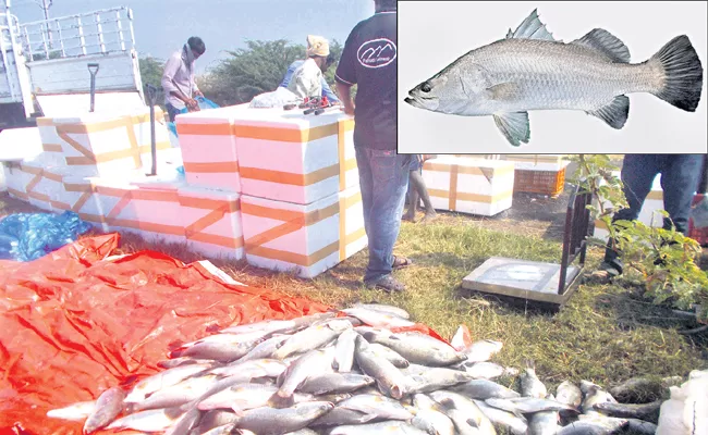 Huge Profits With Pandugappa Fish Farming - Sakshi