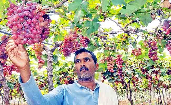 Profits With Red Globe Grape Cultivation - Sakshi