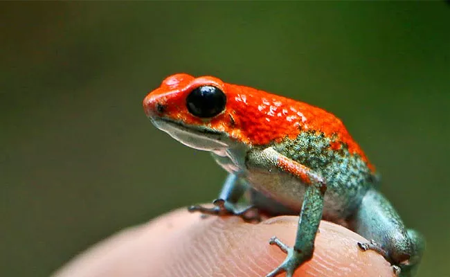 Poison Dart Frog Facts In Telugu - Sakshi