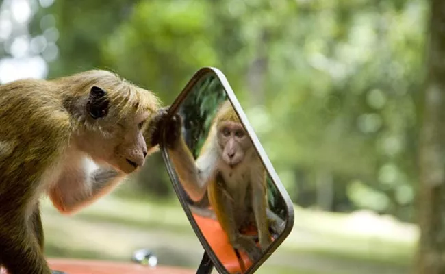 Langoor Cutouts Scares Monkeys Meerut - Sakshi