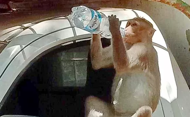 Chittoor District: Monkey Got Into Car And Drank Bottle Of Water - Sakshi