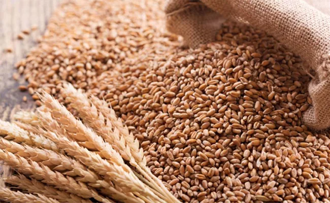 Ukraine Russia Crisis: India sells record 14 Lakh tonnes wheat in April - Sakshi