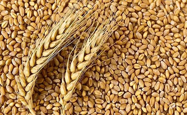 Government prohibits wheat exports - Sakshi