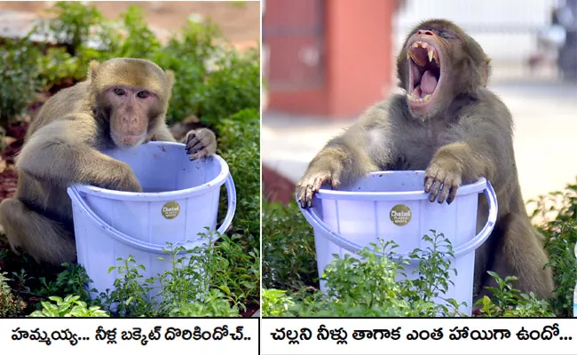 Photo Feature: Monkey Drinks Water From Bucket at Vijayawada - Sakshi