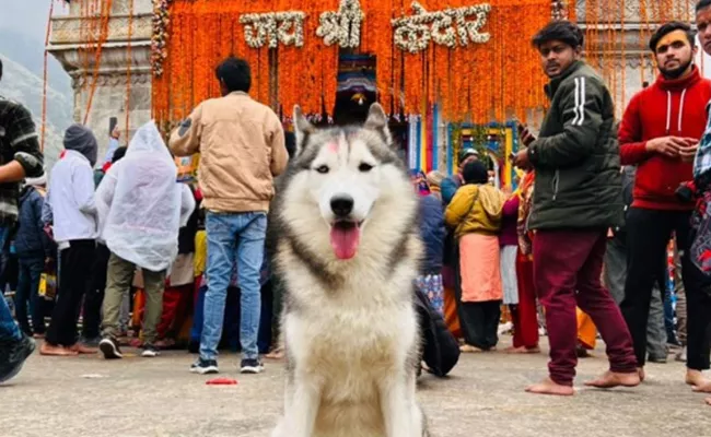 Man Charged For Taking Pet Dog To Kedarnath Viral - Sakshi