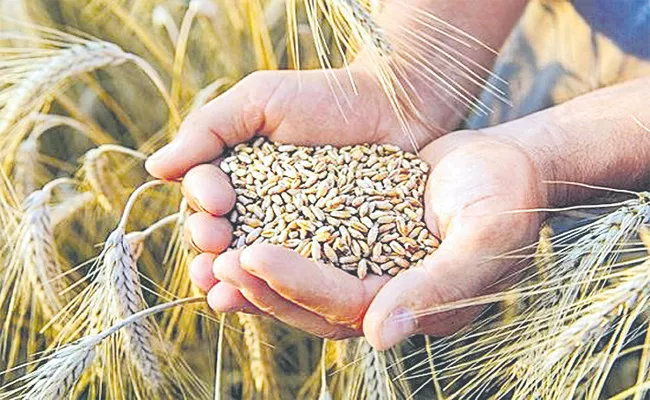 Karan Thapar Special Article On Wheat Exports Ban - Sakshi