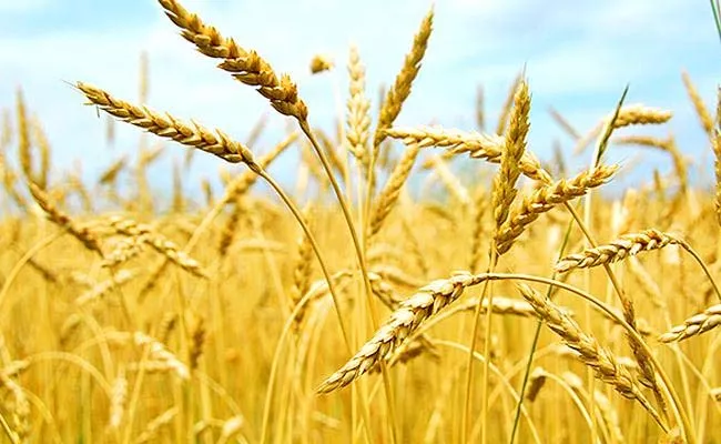Govt Conduct Physical Verification Than Allow Wheat Export - Sakshi
