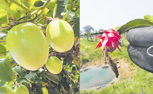 Farmers working for fruit gardens Andhra Pradesh - Sakshi