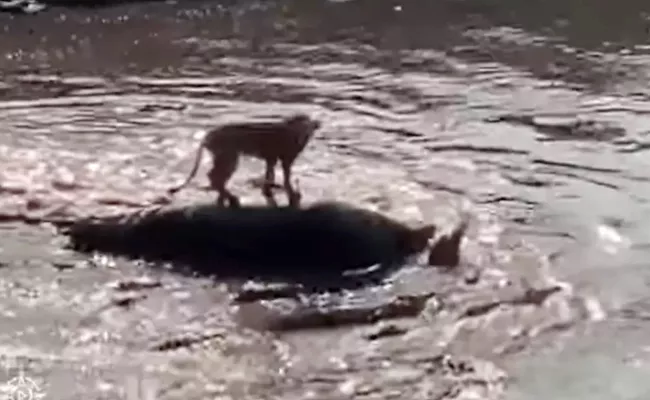 Viral: Lion Great Escape Hippo Carcass Saves Itself From Crocodiles - Sakshi