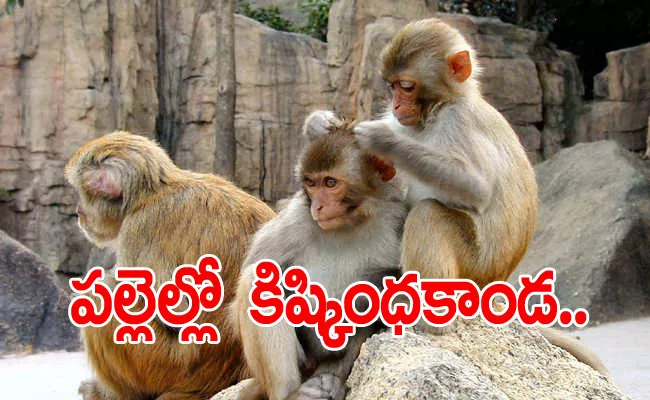 Monkeys Problem In Anakapalli District - Sakshi