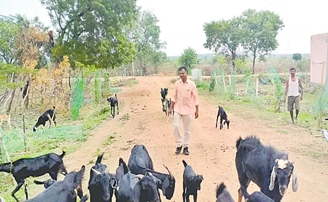 Adilabad District Sarpanch Working As Goat Herder Due To Debt Issues - Sakshi