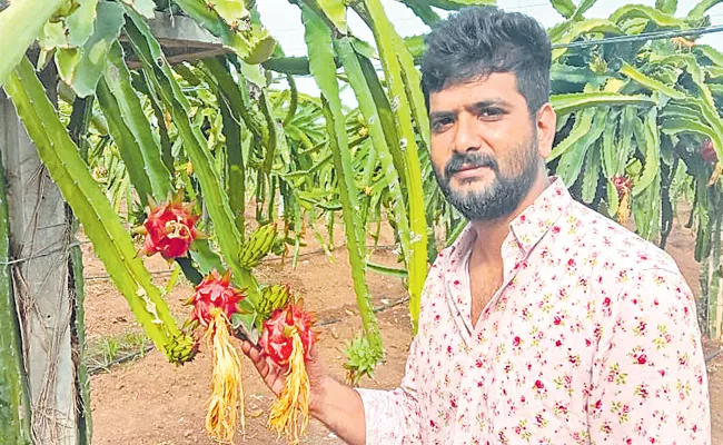 Sagubadi: Sangareddy Farmer Cultivate Dragon Fruit Earns 14 Lakh Per Acre - Sakshi