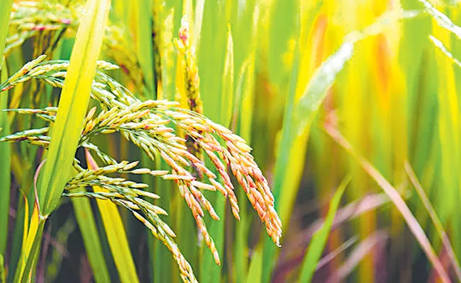 Paddy declined 24 per cent to 72. 24 lakh hectares In Kharif Season - Sakshi