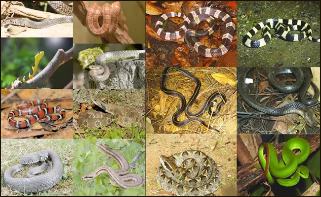 World Snake Day: Human Mistakes Species Are Going To End - Sakshi