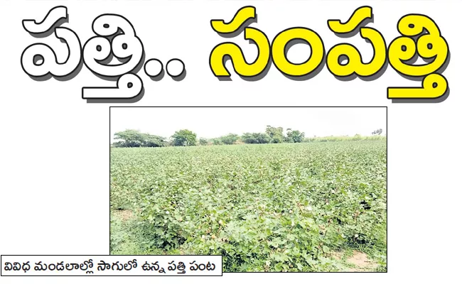 Cotton Cultivation Gradually Rise In PSR Nellore District - Sakshi