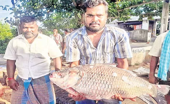 Bahubali Fish Caught Fisherman Goes Viral Andhra Pradesh - Sakshi