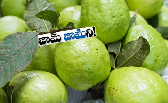Guava Crop 150 Acres Farming Rs 3 Lakh Income From Acre Penamaluru - Sakshi